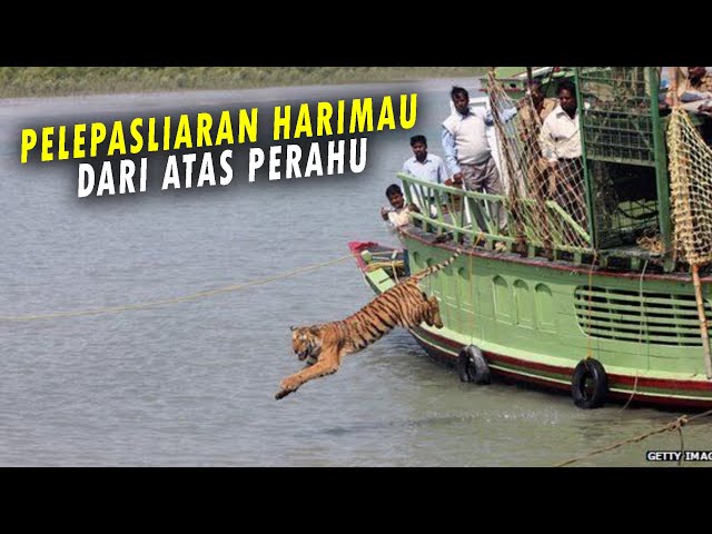 Terlalu Bersemangat, Harimau Melompat Ditengah Laut Ketika Akan Dilepasliarkan!