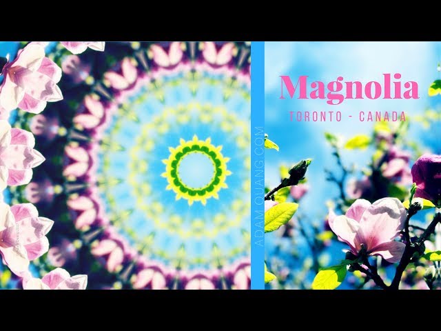 EP31 Magnolia Flower Mandala for spiritual detox, heal heart, romance, create peaceful dreams