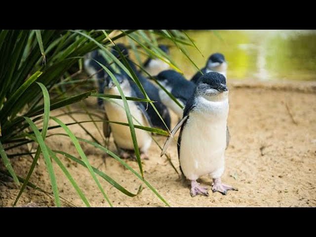 Melbourne - Phillip Island Little Penguins Parade