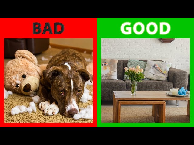 🐕 Dog For Apartment – Top 10 Best Dog Breeds For Apartments!