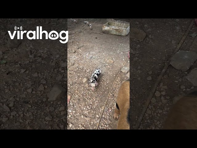 Spotted Sow Takes Piglets On Walk || ViralHog