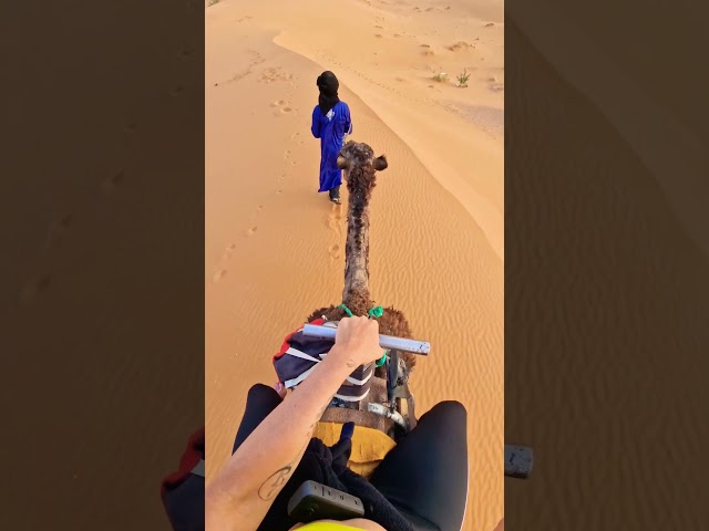 Riding dromader on sahara desert #travel