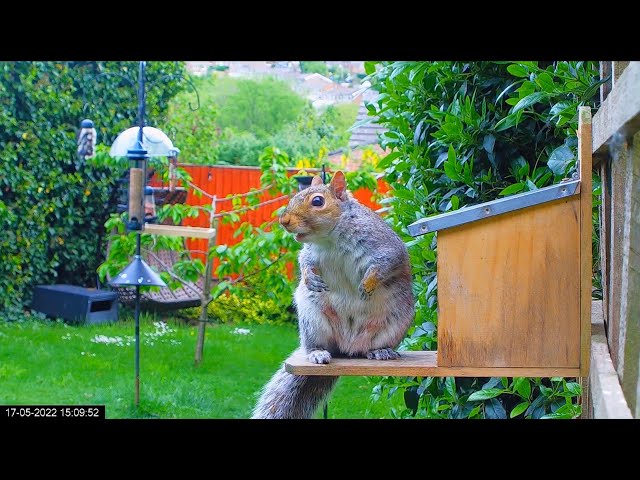Squirrel Feeder Webcam in a Garden in Sheffield