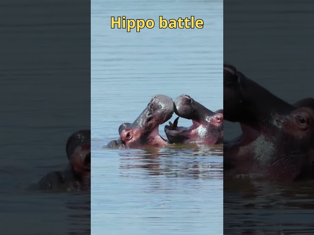 Hippo batle  #wildlife #animalbattle #animalvsanimal #hippo