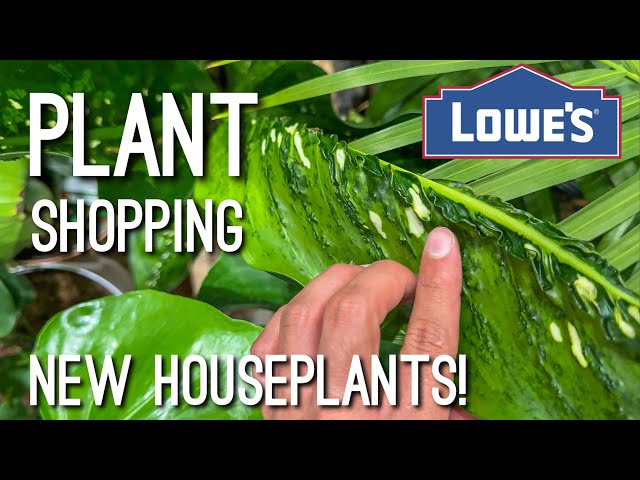 NEW Costa Farms Houseplant Find at Lowe’s! Big Box Store Plant Shopping!