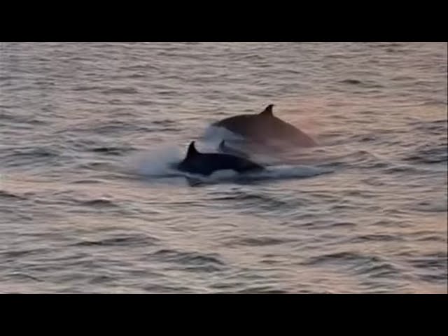 Incredible Orca Sighting in the Gulf of Mexico | Charter Boat Lady Em