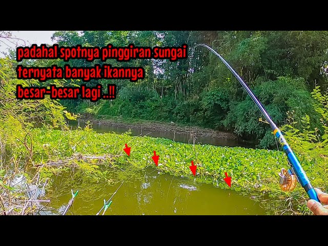 TUMBEN‼️ SPOT PINGGIRAN SUNGAI BANYAK IKAN NILA BESAR | mancing ikan nila di sungai ngantang