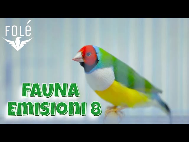 Fauna - Emisioni 8