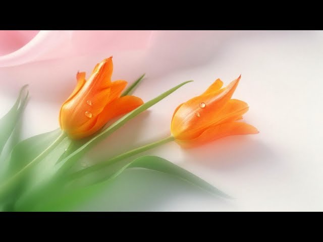 Hidden meaning Behind - Tulip flowers