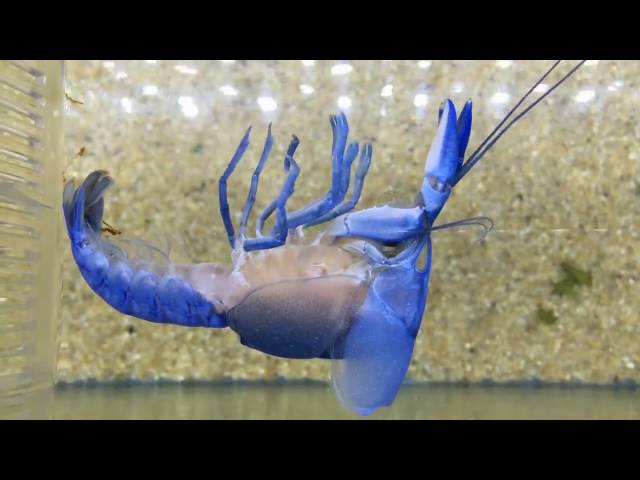 Incredible Footage of a Moulting Crayfish