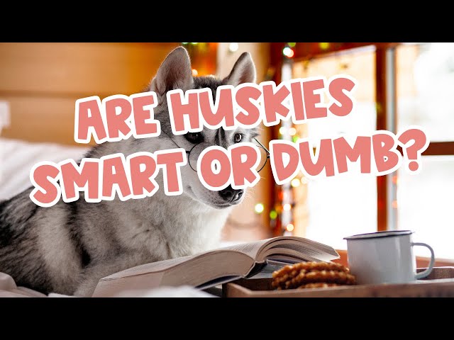 Are Huskies Smart or Dumb? 🤔