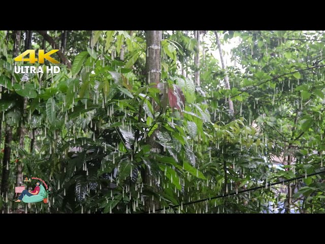 Rain Sound for Sleeping   Relaxing Rain in the Garden to Release Stress and Reduce Anxiety