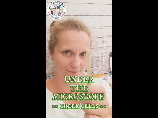 Under the Microscope - Cheek Cells