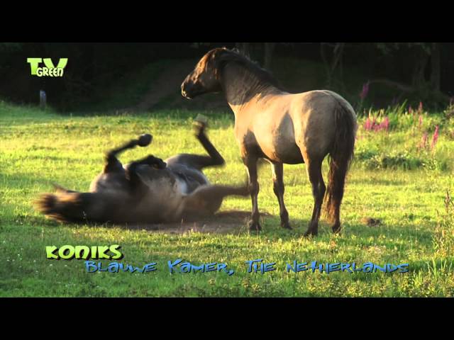 Konik horses in nature reserve Blauwe Kamer
