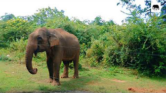 wild elephant srilanka