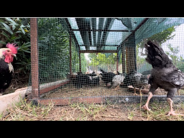 Küken in meinem Garten in Alanya Antalya, Türkei | Hühner und Wachteln | 26. Juni 2024