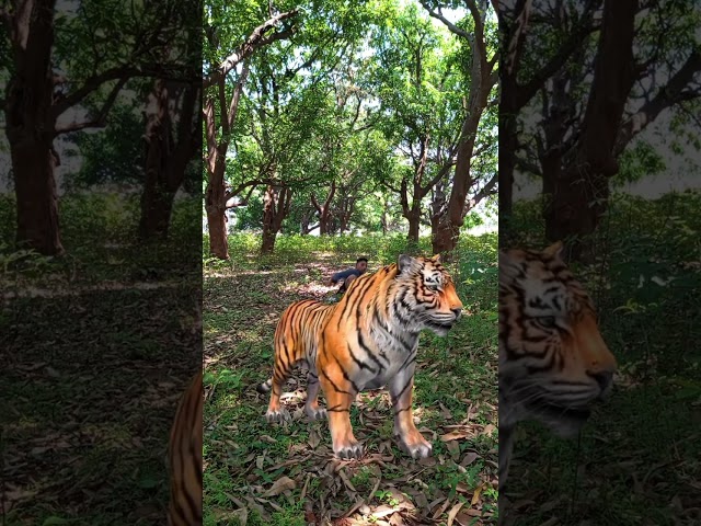 Tiger attack #viral #India #trending #wildlife #youtube #viralvideo