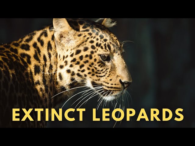 Extinct Leopards