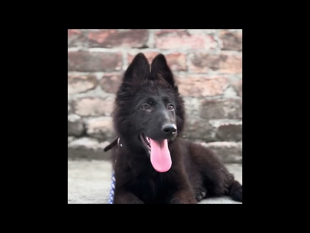 Extreme quality imported triple coat black german shepherd 4 months old puppy