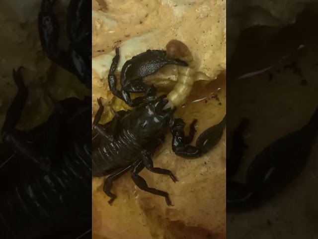 Scorpion eating its prey alive