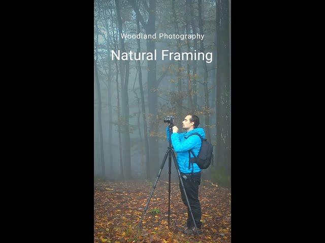 Woodland Photography: Natural Framing