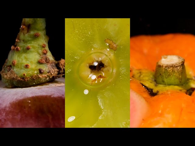 Fruit Macro Video