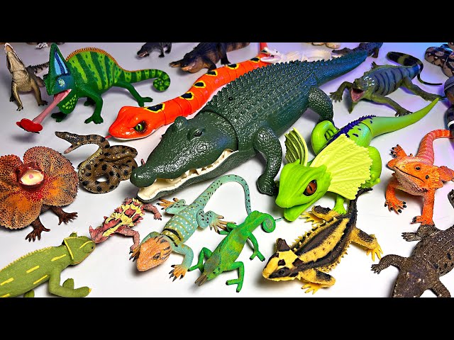 My Reptiles Animals Collection - Alligator, Crocodile, Komodo Dragon, Snake, Cobra, Bearded Dragon