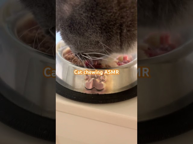 Cat Trying Thanksgiving Feast ASMR🦃 (Dad Coughs)