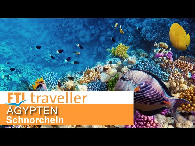 Schnorcheln in Ägypten: Auf Entdeckungstour im Roten Meer