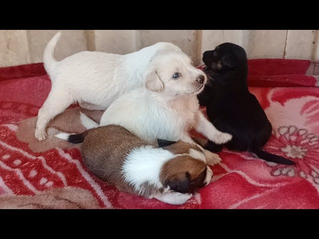 Rescue Abandoned Puppies and Adopt/ Give Rescue Puppies New Lives by Sheltering Them in New Home
