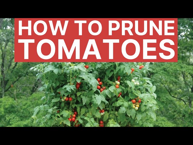 How To Grow MORE Tomatoes With 1 Simple Tip