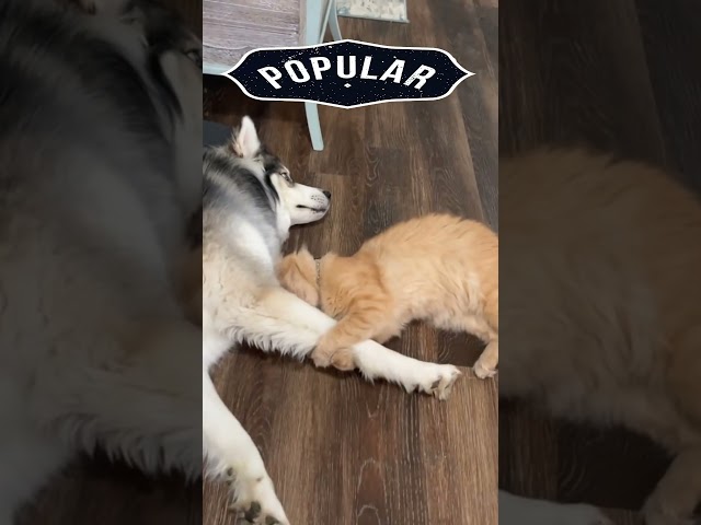The tenderness of a cat and a dog/cat/dog/kitten/animals/Best funniest animal videos of the week2024