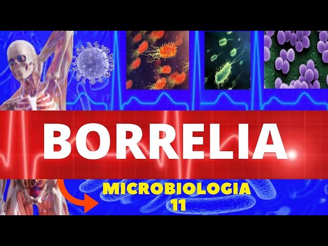 BORRELIA - MICROBIOLOGIA (BACTÉRIAS PATOGÊNICAS) - DOENÇA DE LYME E FEBRE RECORRENTE