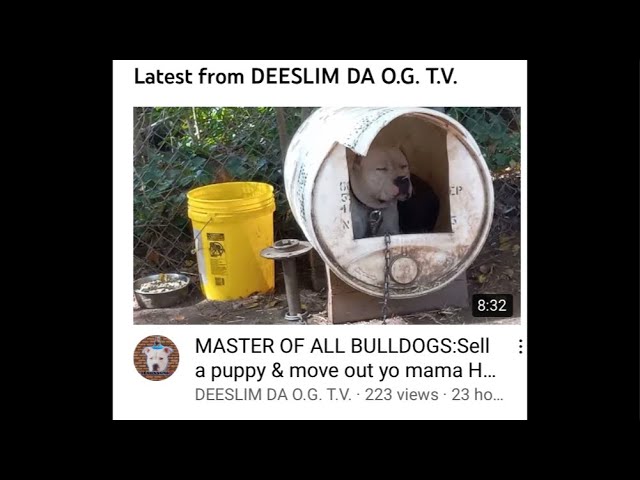 DEESLIM DA MUTT BREEDER. NO I DON'T SELL PUPPIES OUT MY MOTHER HOUSE. THAT IS A LIE. MORON YOU ARE.