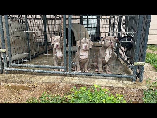 2 Beautiful Tri Puppies Available 😍😍 Zeus x Chloe 🔥🧬‼️