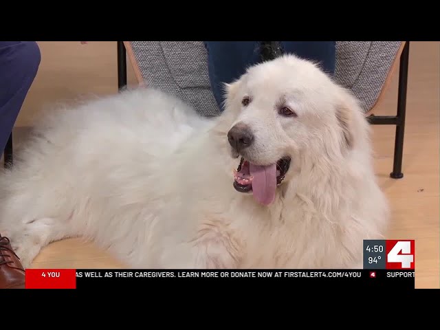 Meet our Pet of the week: Monty