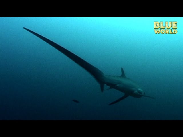 Philippines Thresher Sharks | JONATHAN BIRD'S BLUE WORLD