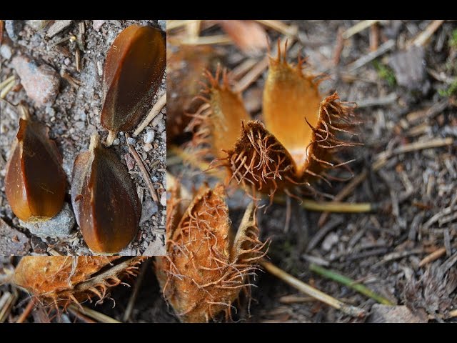 04 | Bushcraft Pflanzen: Bucheckern, kleine Nüsse - ölhaltig!