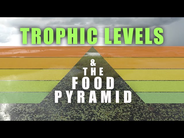 Trophic Levels and Food Pyramids