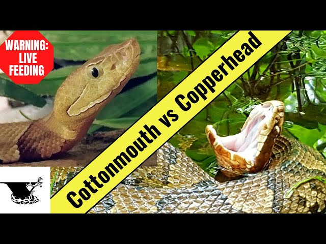 Cottonmouth vs Copperhead | Iconic Pit Vipers