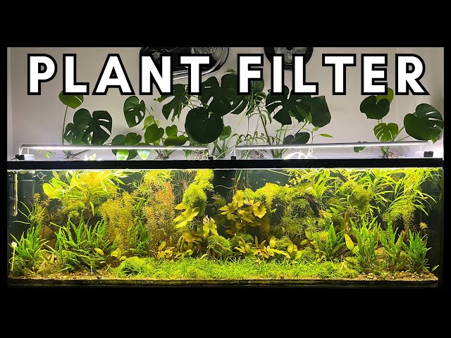 Plant-Powered Aquarium, How? (With No Filter, No Water Change)