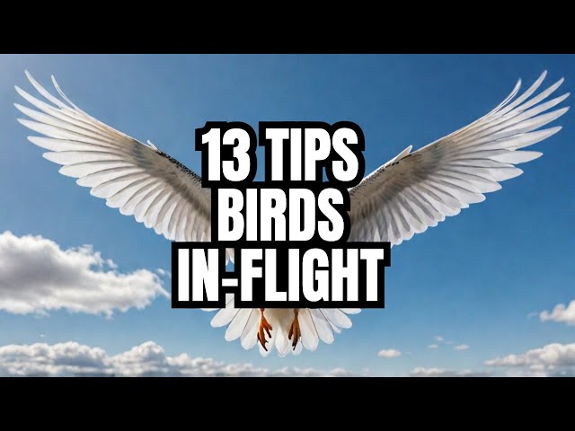 BIRDS IN FLIGHT PHOTOS: 13 Key Insights