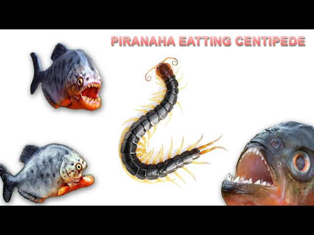 Piranha eating Centipede