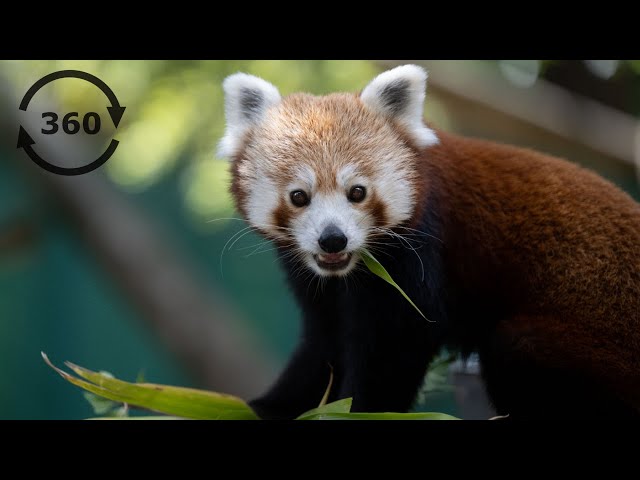 Meet the Red Pandas at Banham Zoo | 360 Video