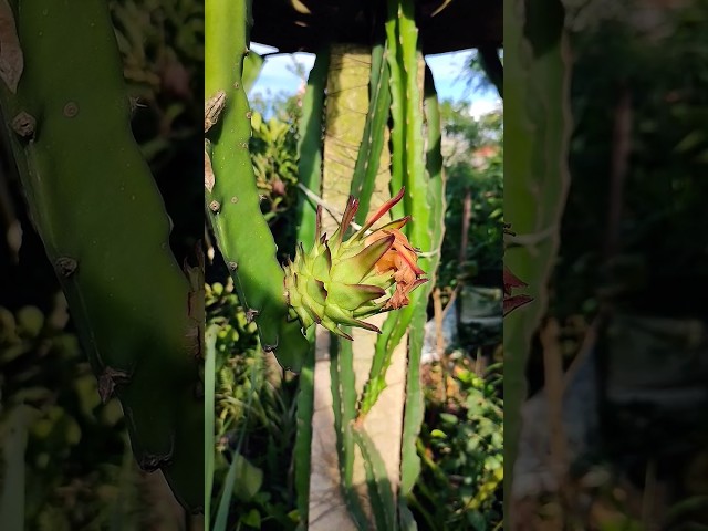 Baby Red Dragon Fruit 🥰 #dragonfruit #nature #plants #garden #viral #youtubeshorts