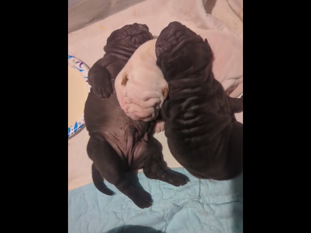 Chinese Shar-Pei puppies #puppy #pets #cute #cutedog #baby #whine #love #animals #dogs #sweet