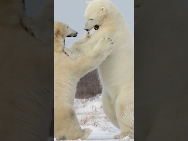 Polar Bear vs Crocodile - Who Would Win? #crocodile #polarbear #wildlife