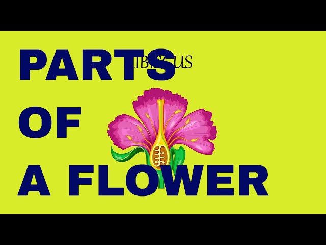 Flower Structure and its Parts | Biology |  Learn Videos For Kids | Science Videos for Kids