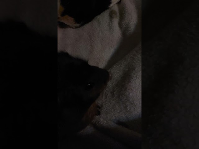 slow mo of the piggies