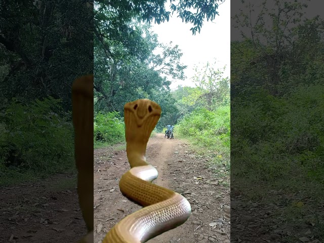 Cobra attack #trending #vfx #youtubeshorts #samne snake #nature #vfxworld